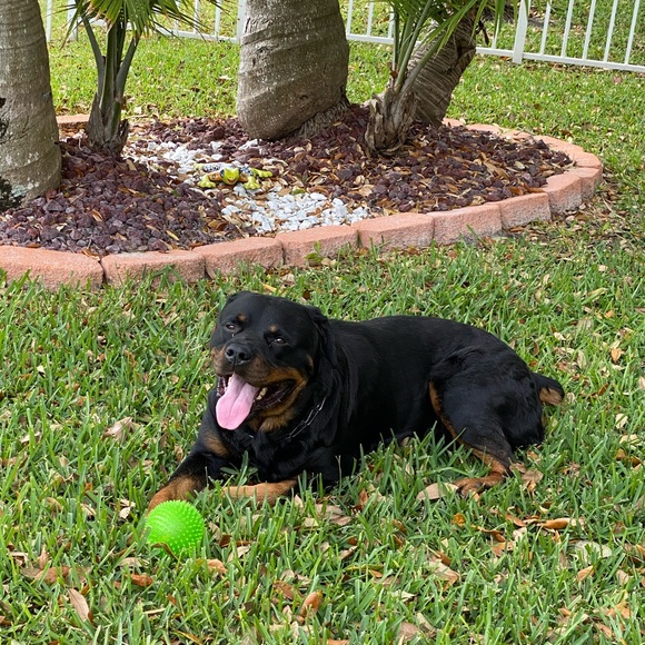 Meet your Posher, Katie - Picture 1 of 2